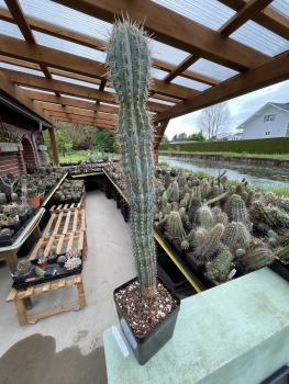 Pachycereus pringlei